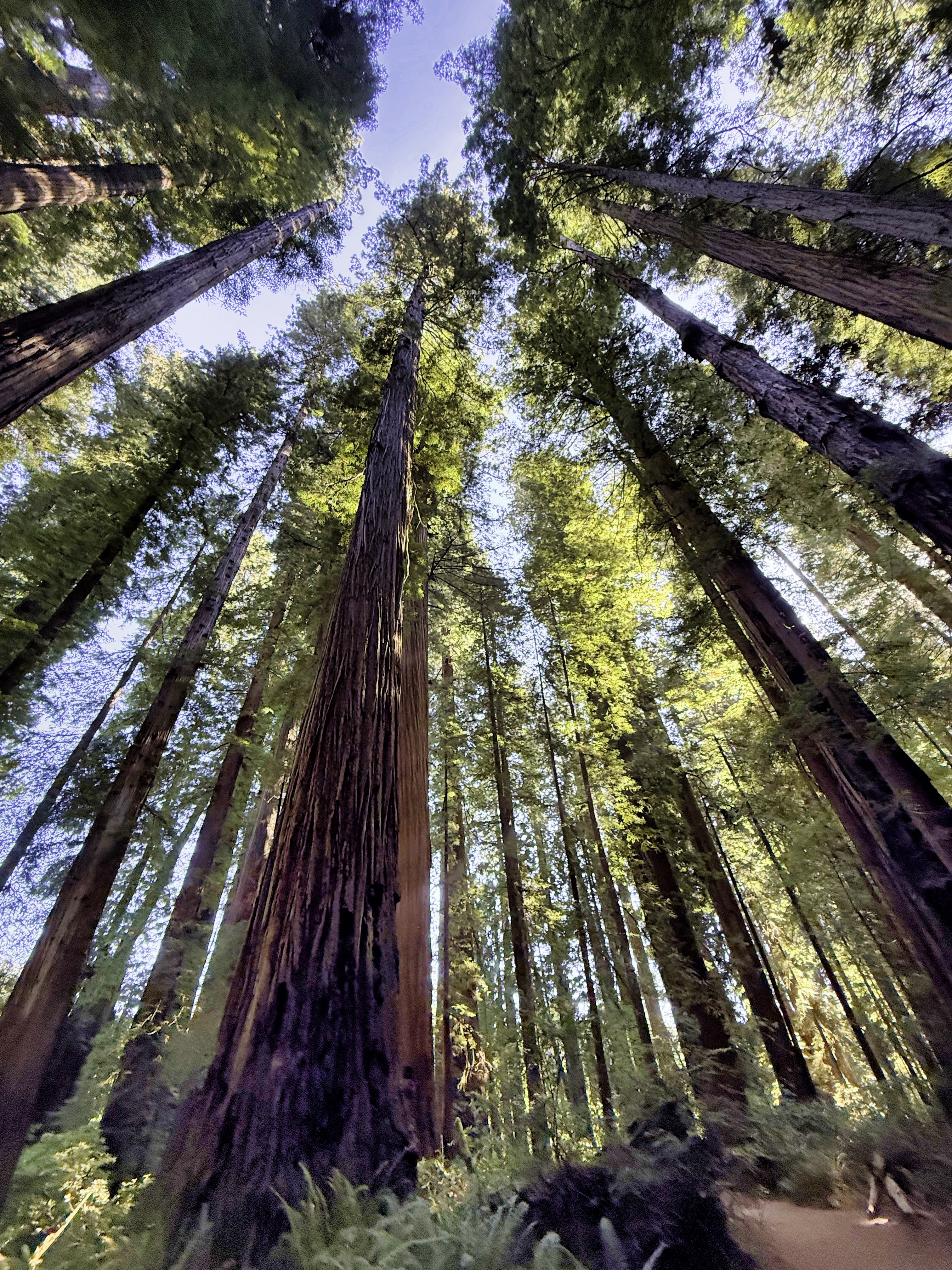 Redwood National Park