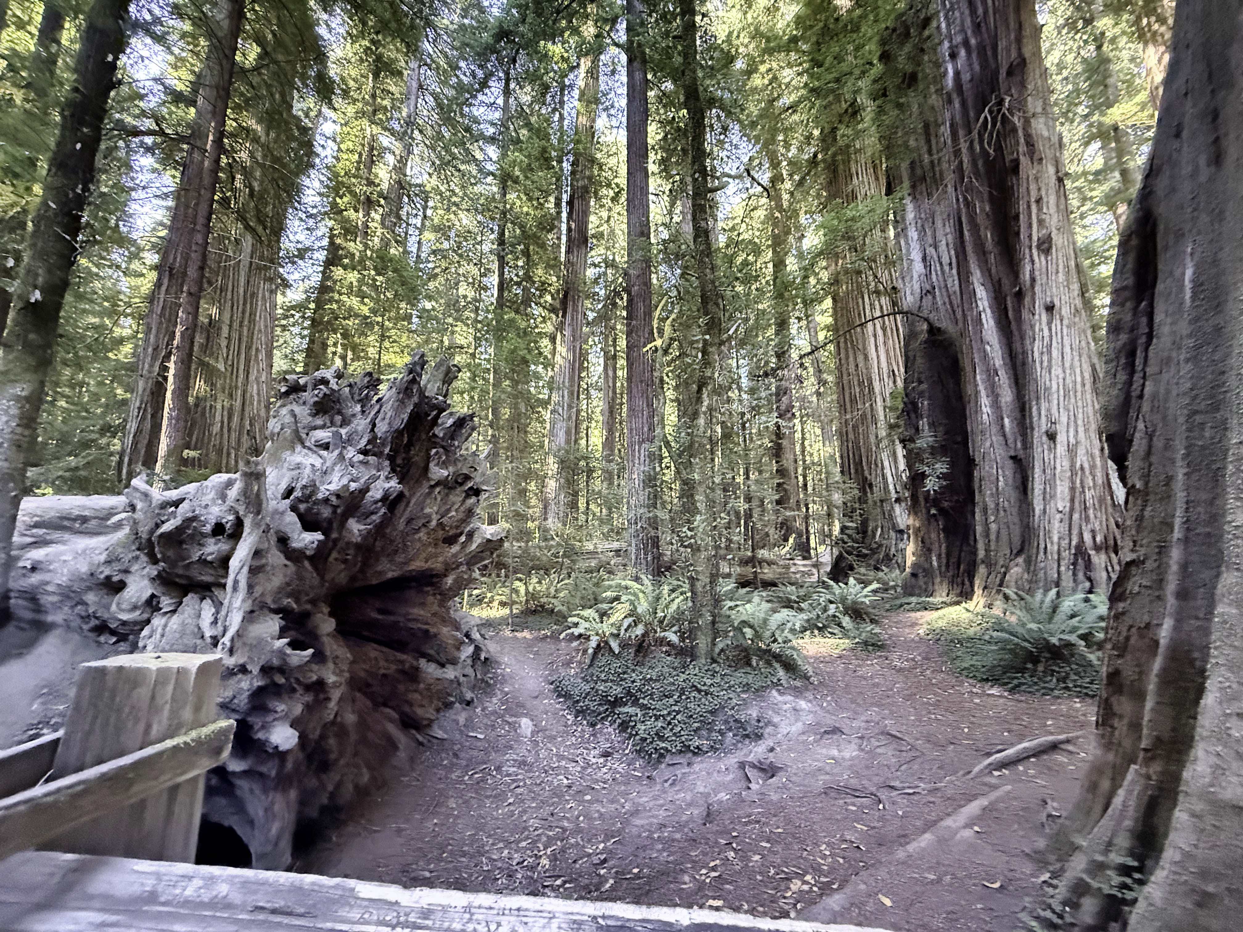 Redwood National Park