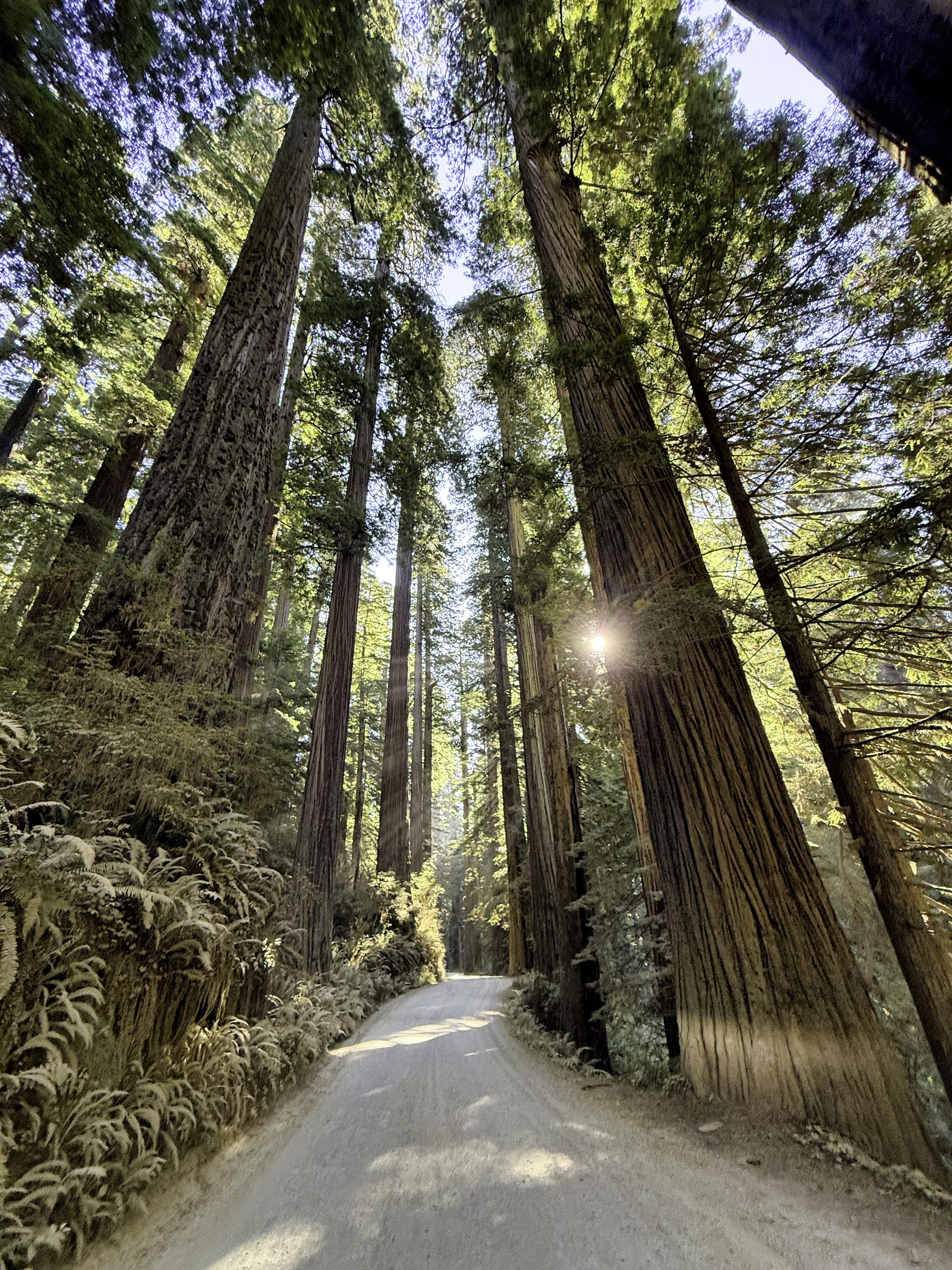 Redwood National Park