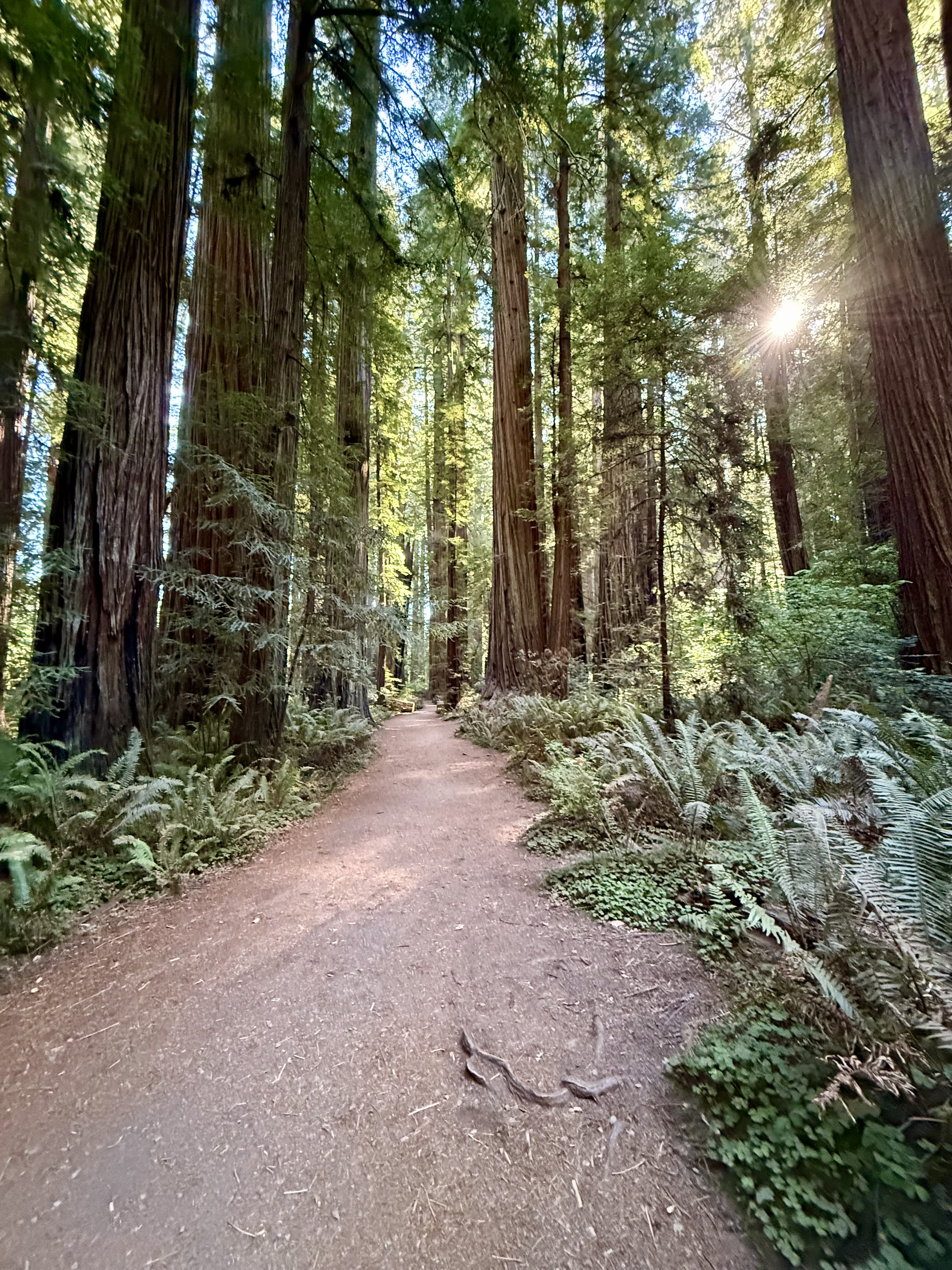 Redwood National Park