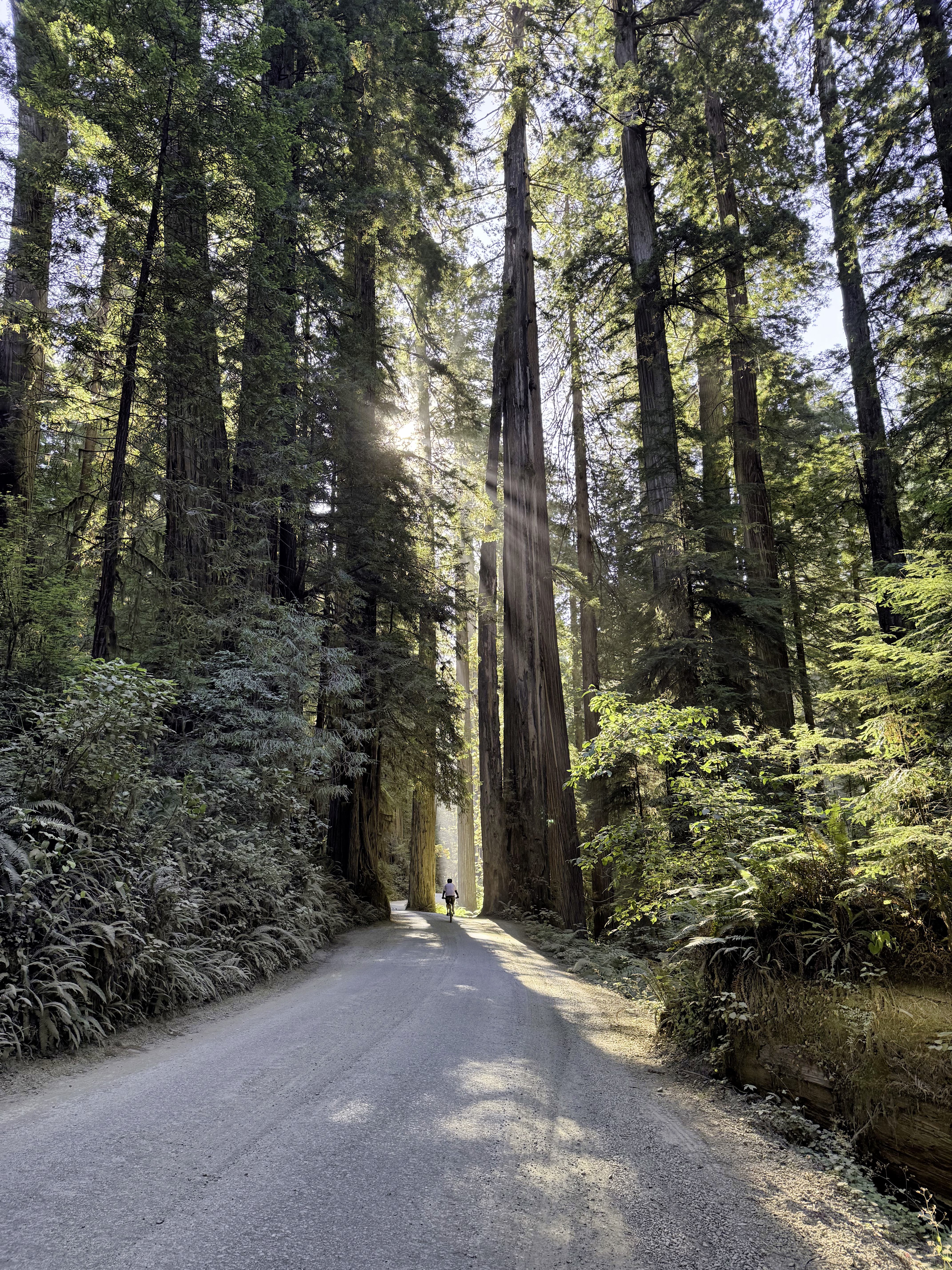 Redwood National Park