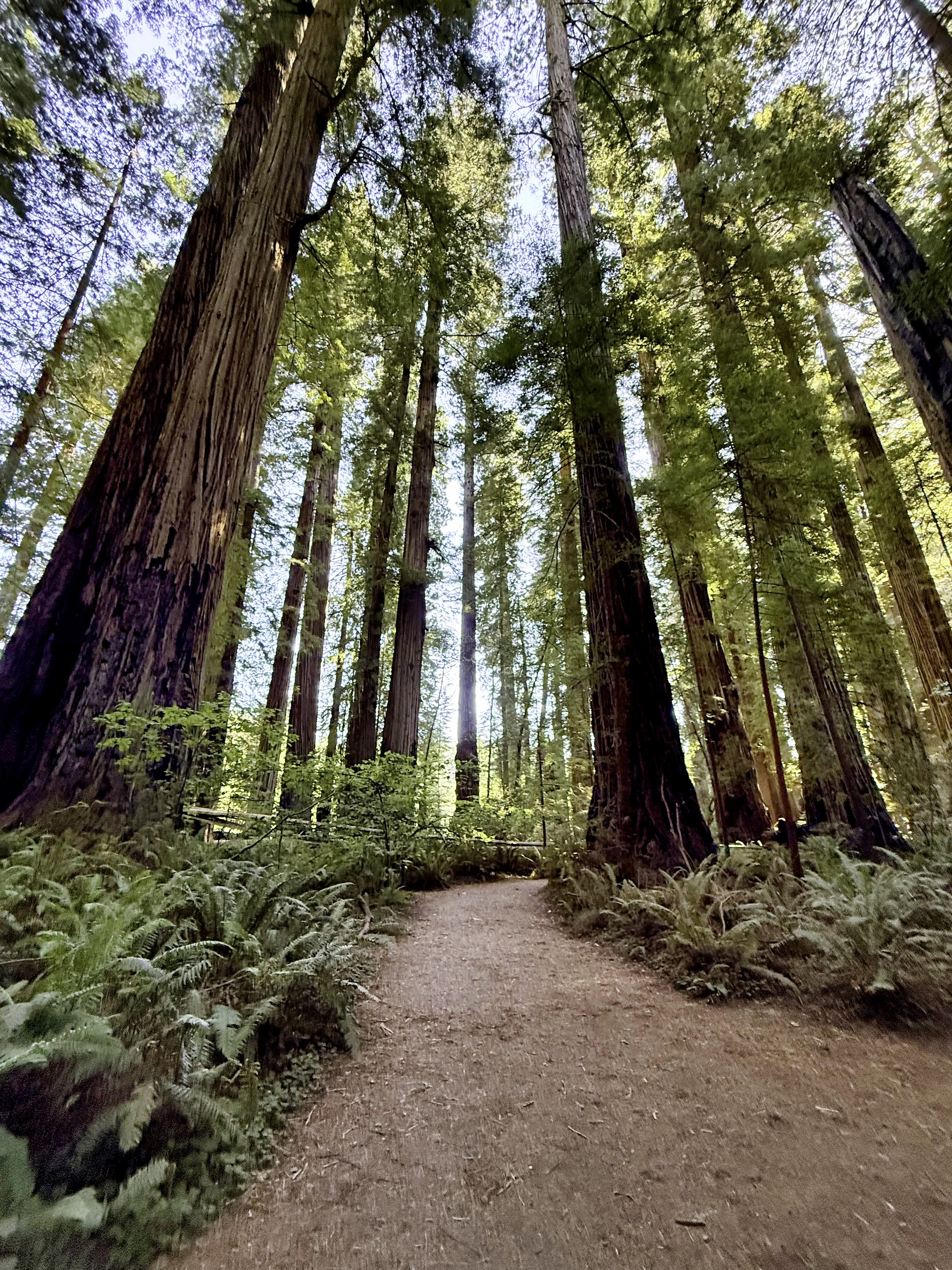 Redwood National Park