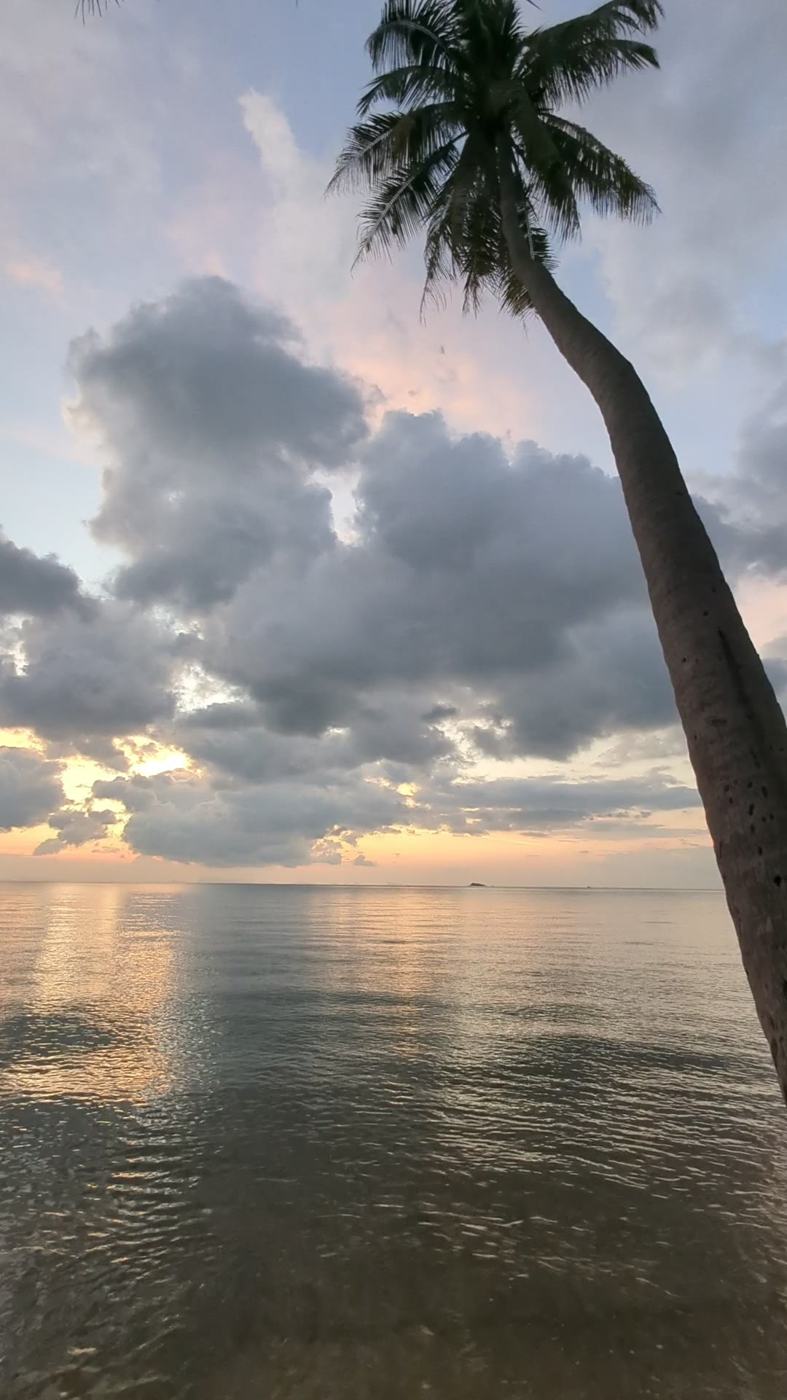 A palm leaning out over still water at sunset, soft clouds lit pink and gold