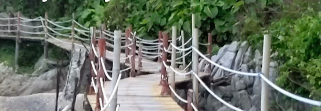 A rope-railed boardwalk winding through the jungle