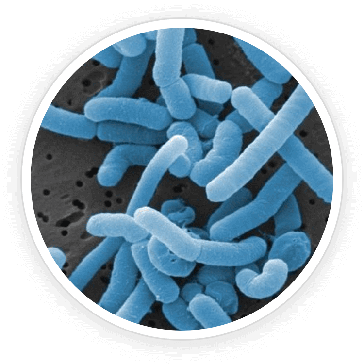 Lactobacillus Paracasei