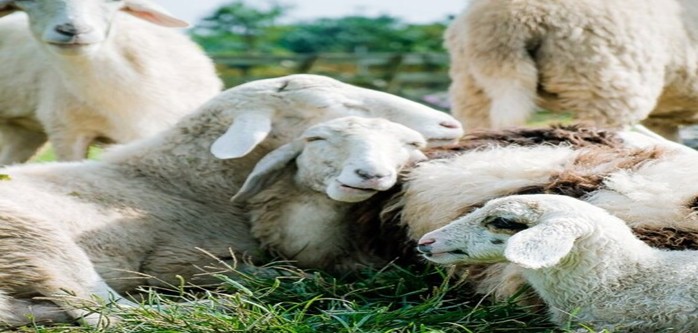 flock of sheep