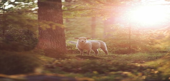 Bottle lamb Bottle lamb