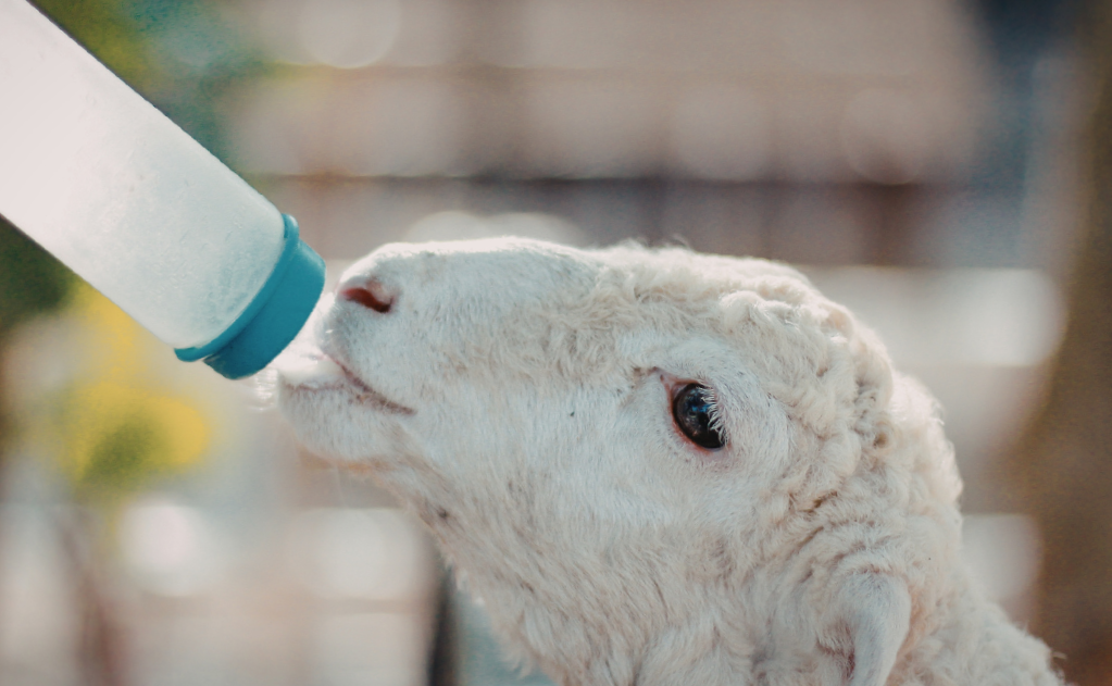 bottle lamb feeding bottle lamb feeding