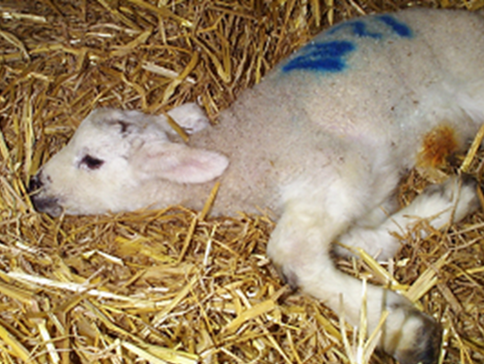 Joint ill lambs Joint ill lambs