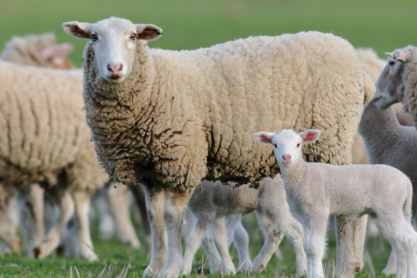 ewe and lamb