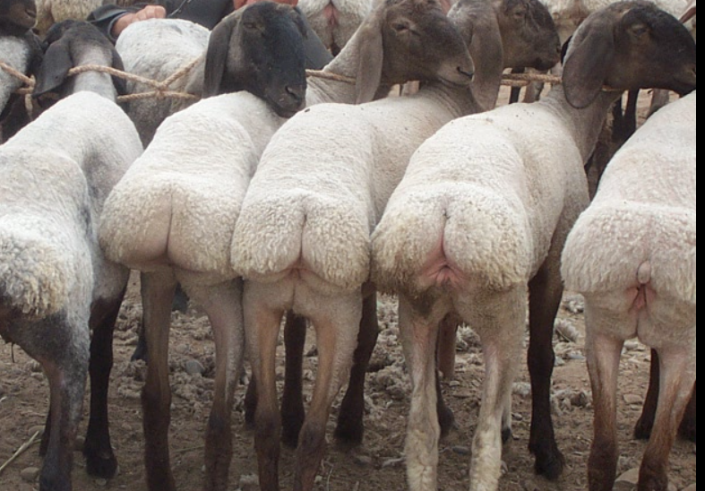 fat tail sheep