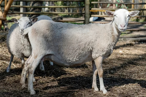 sheared sheep