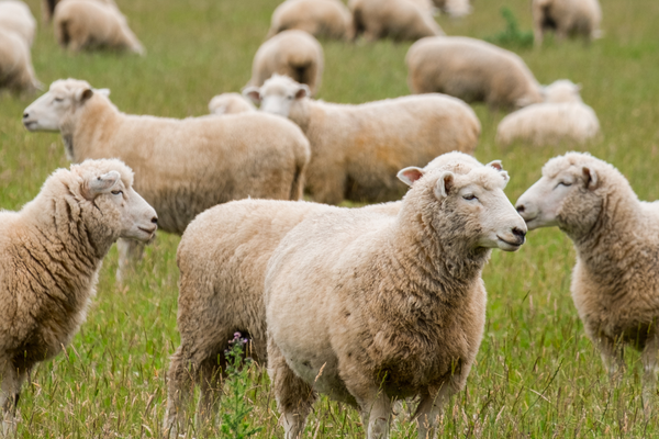 healthy sheep