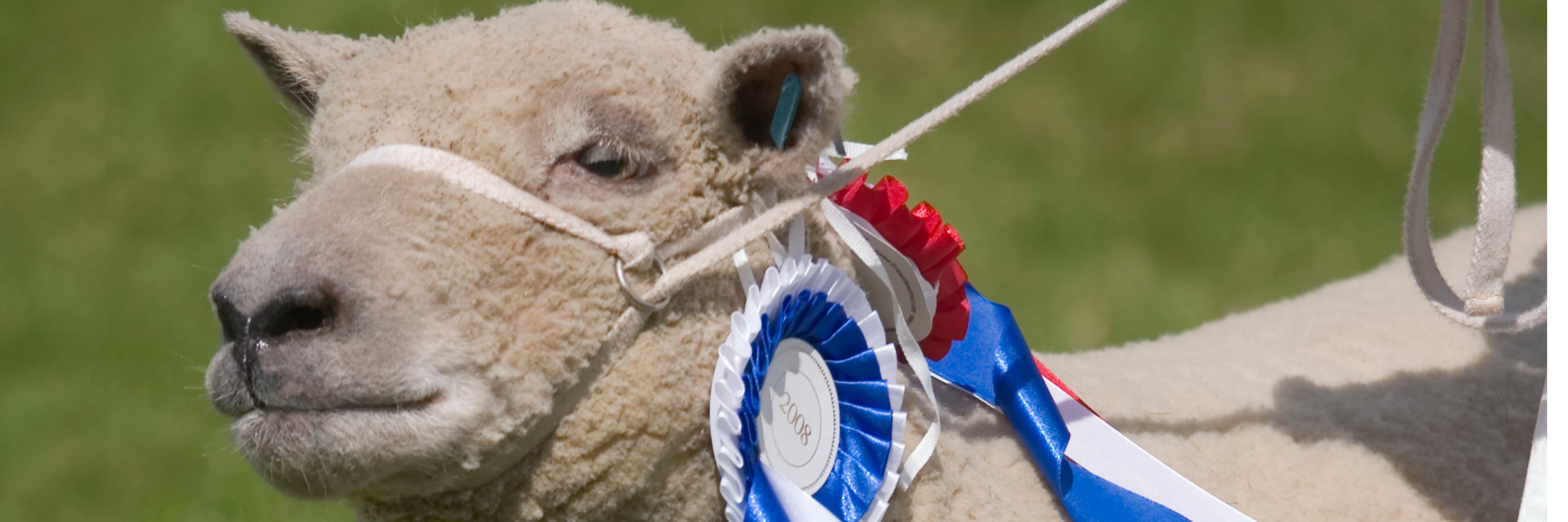 Southdown Sheep Southdown Sheep