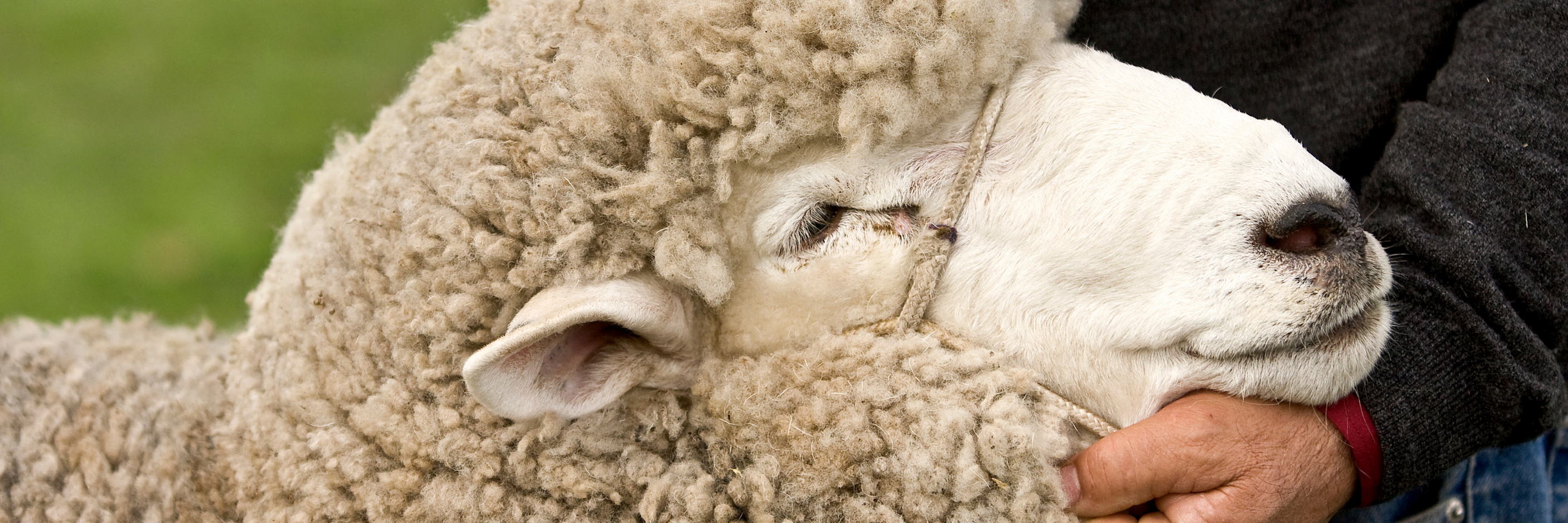 Corriedale Sheep Corriedale Sheep