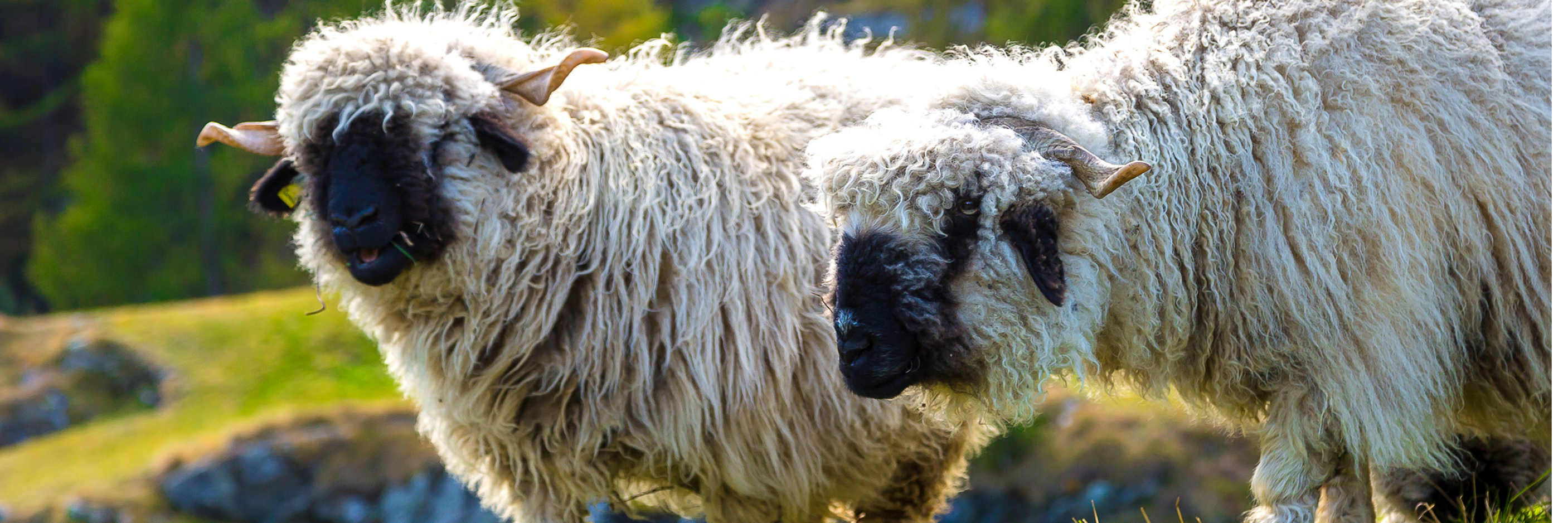 Valais Blacknose Valais Blacknose