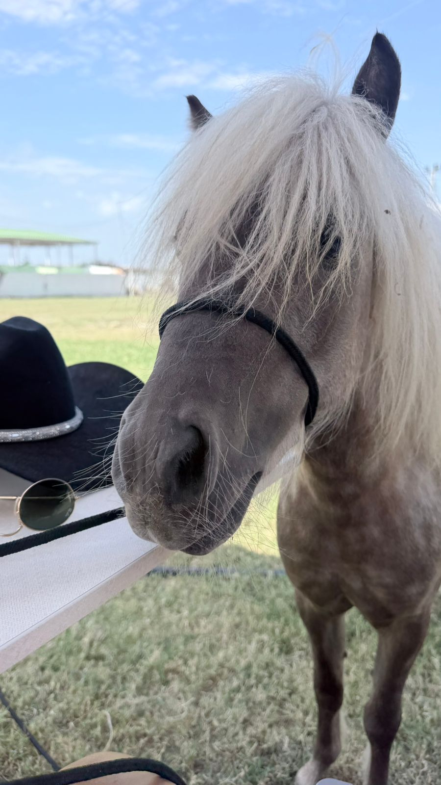 Poni blanco de Fauné Finca Club, el favorito de los niños
