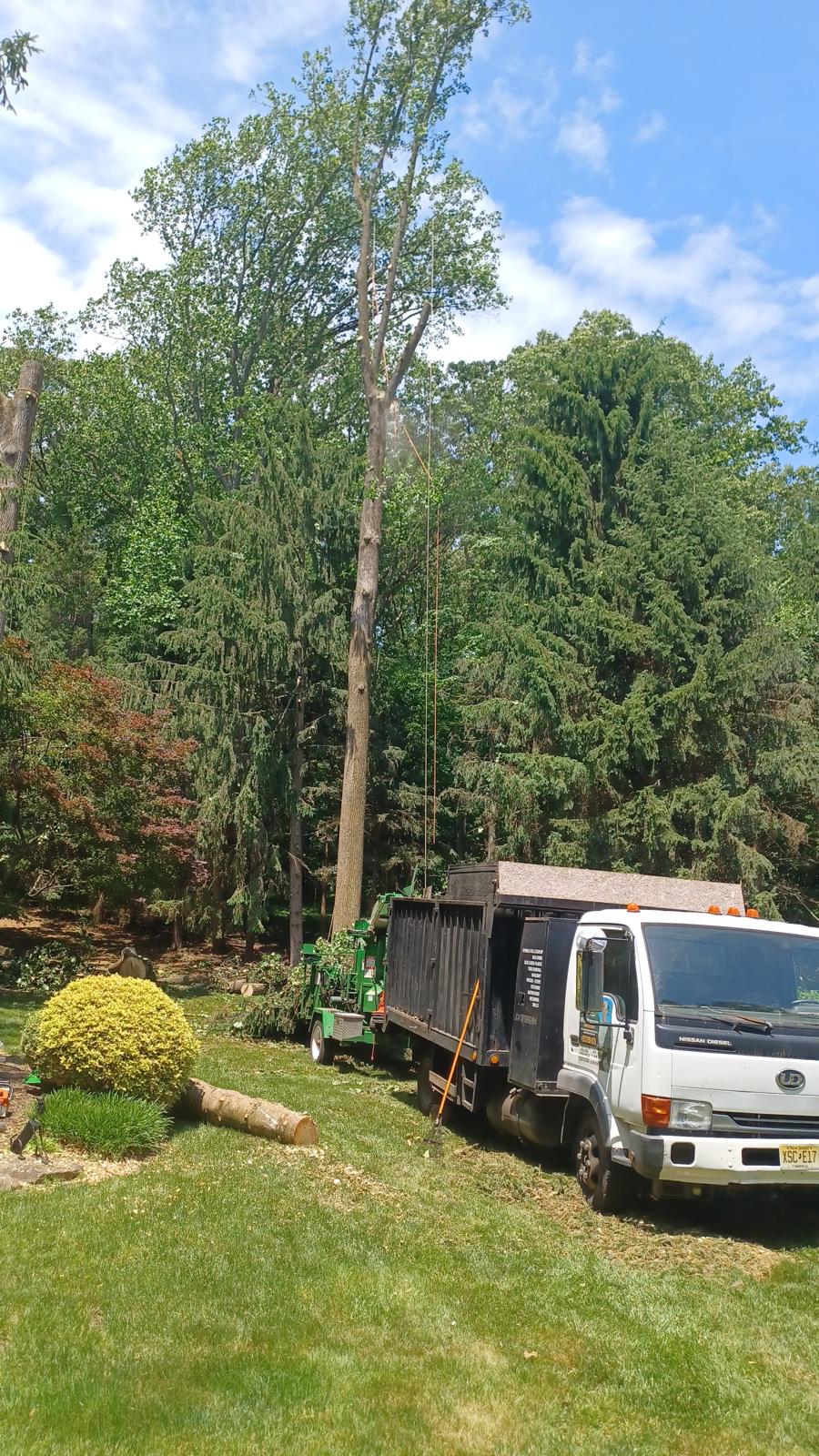 Tree cutting and cleanup in Morris Plains New Jersey