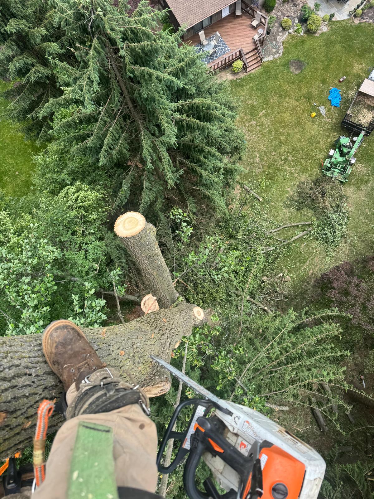 Tree trimming project in Morris Plains NJ