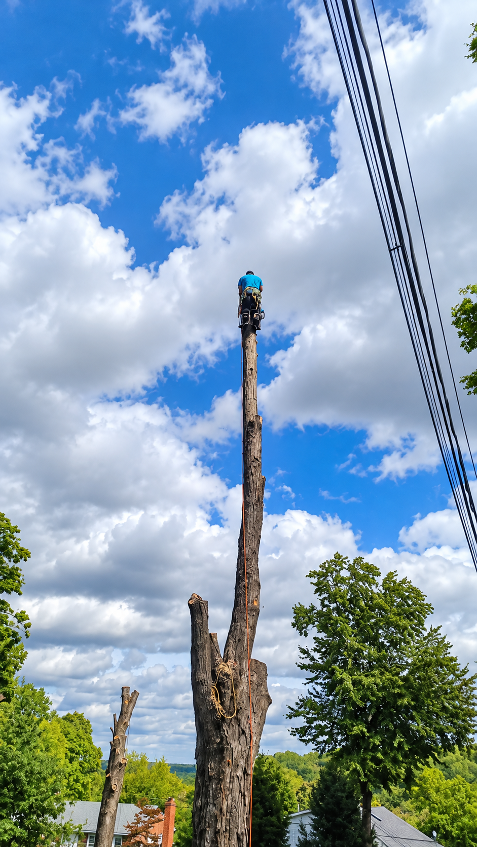Large tree removal project in Morristown NJ