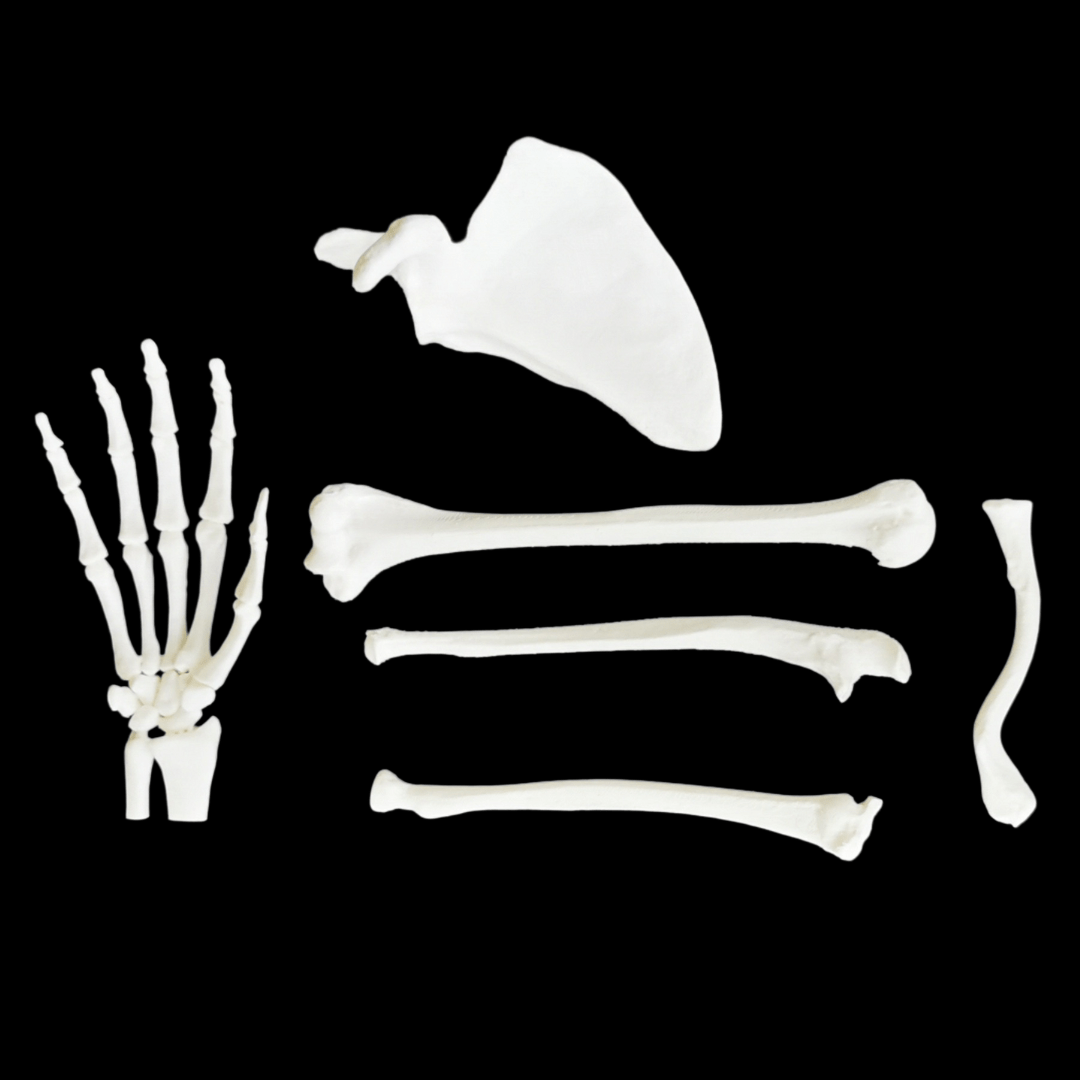 Upper limb bones