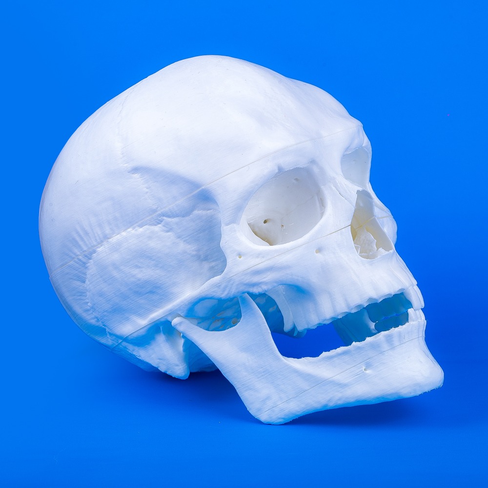 OSCAR — the human skull, life-size model