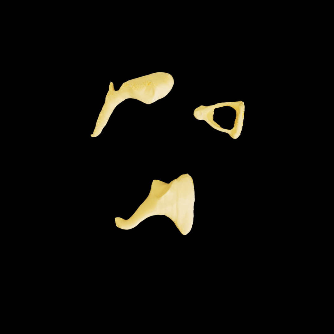 Ear bones magnified