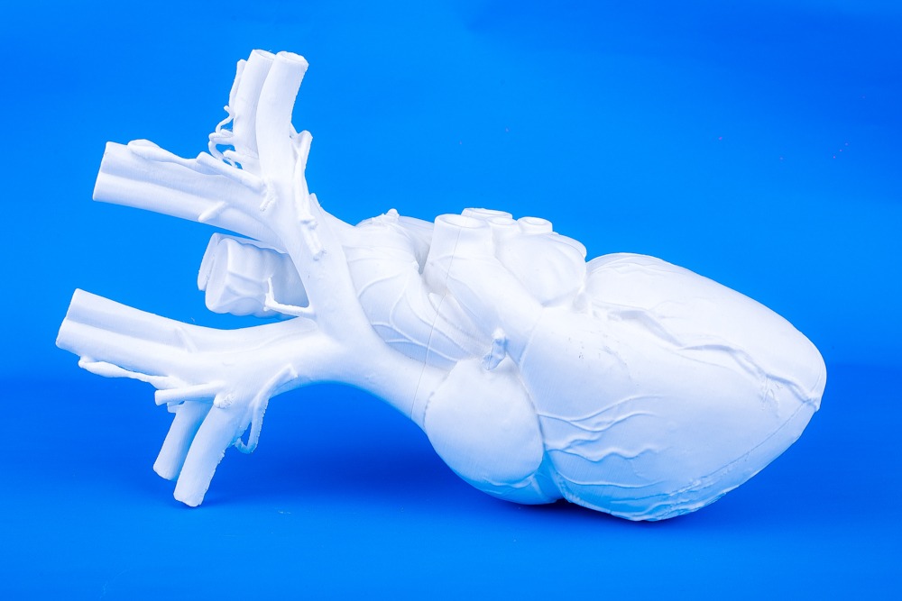 Heart model