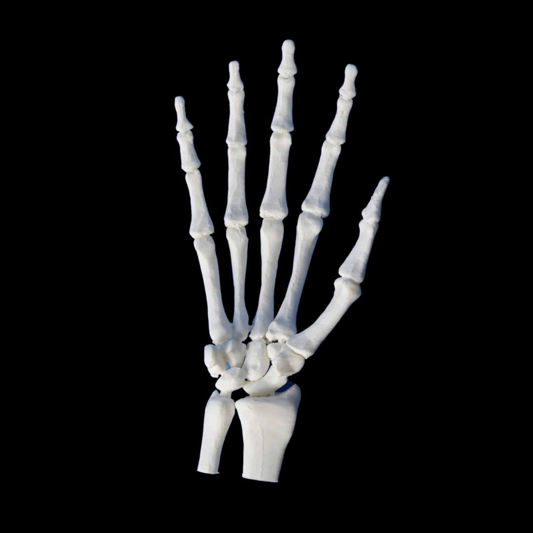 Hand and wrist model