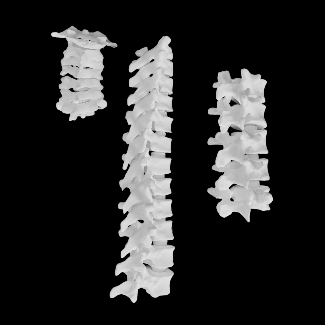 Spine model