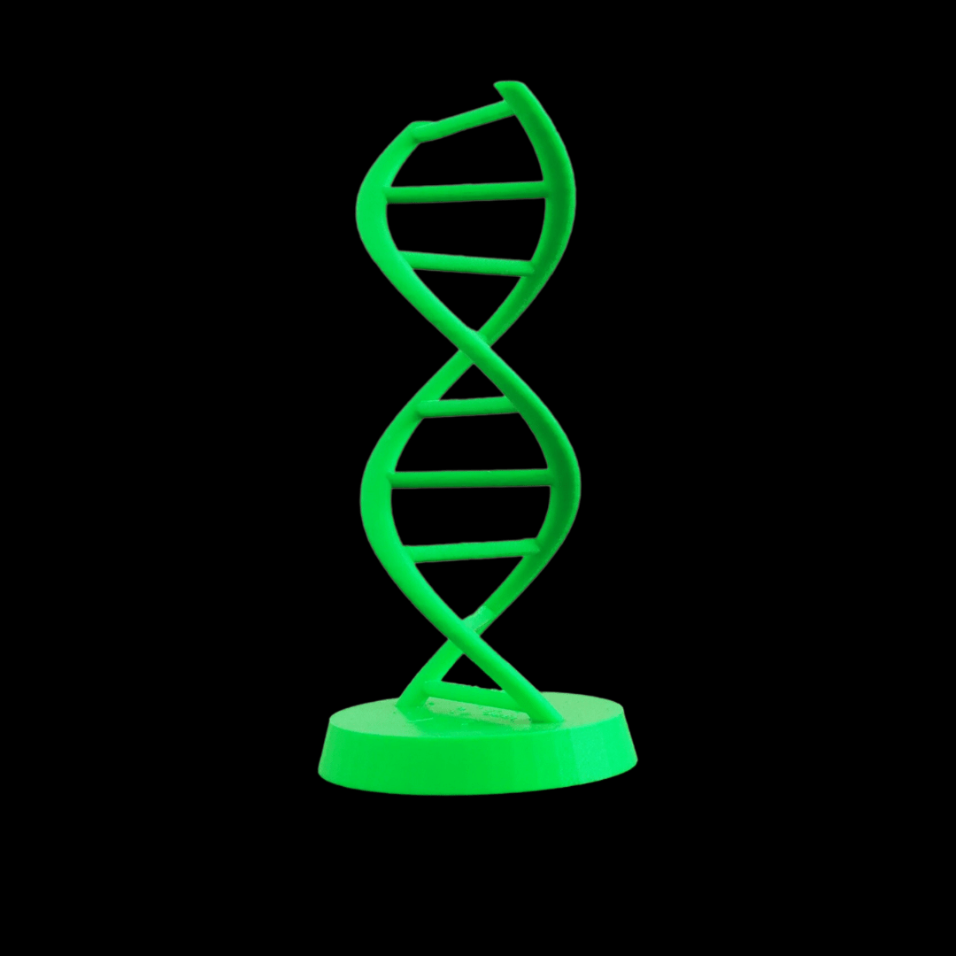 DNA molecule model