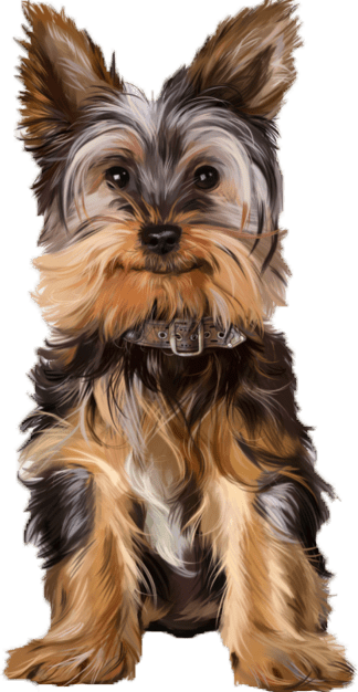 Lizzie the Yorkshire terrier