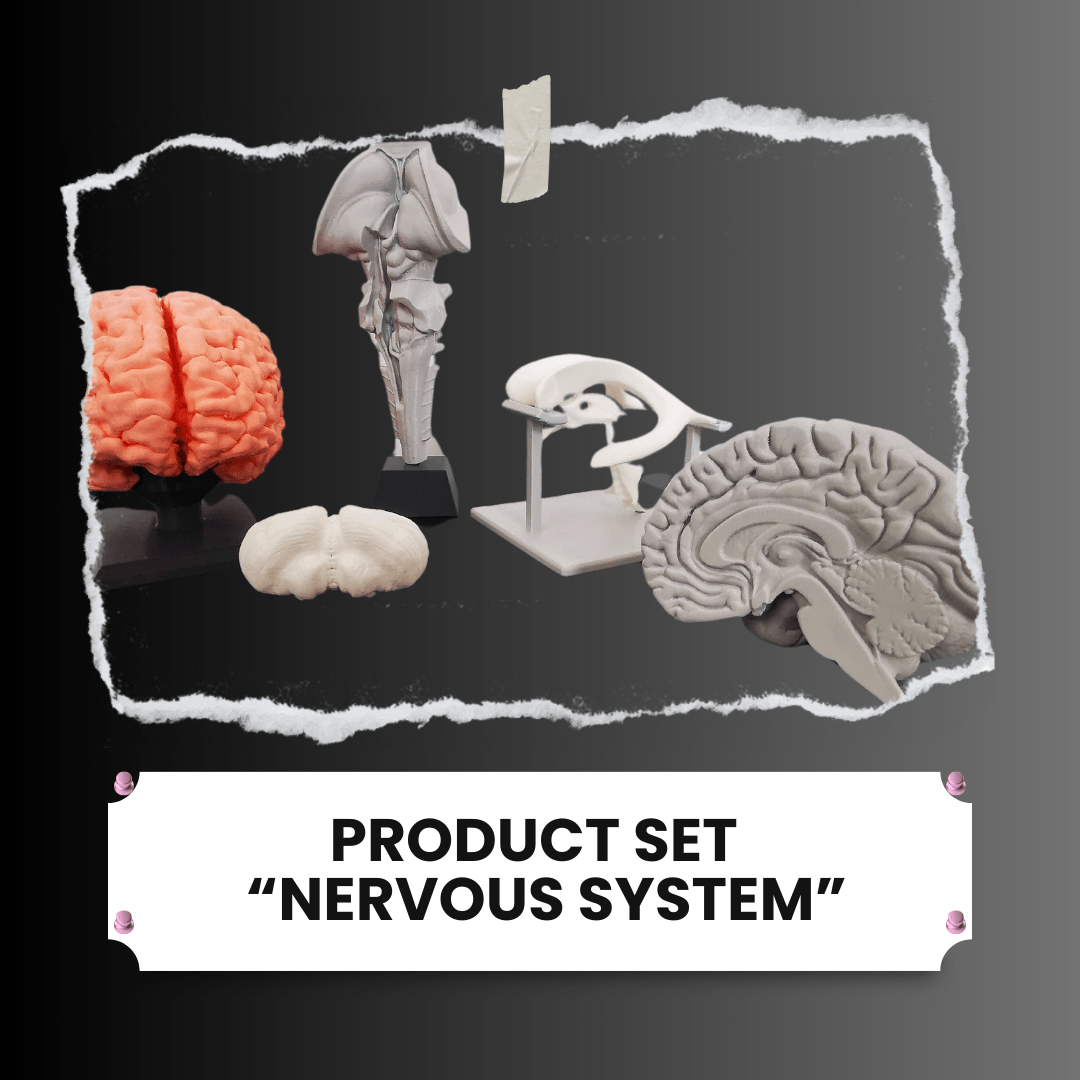 Nervous system set