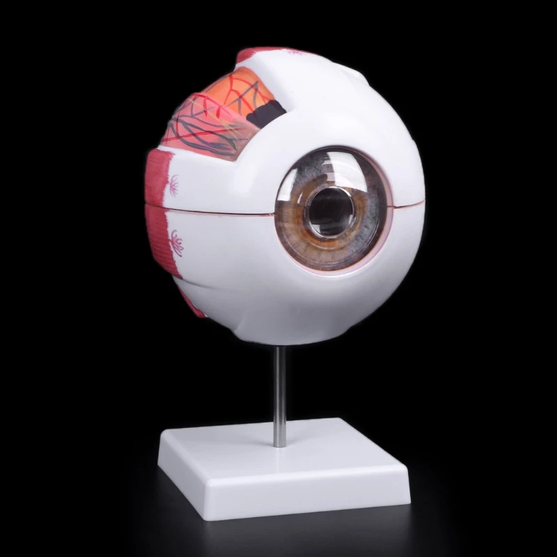 Eye model