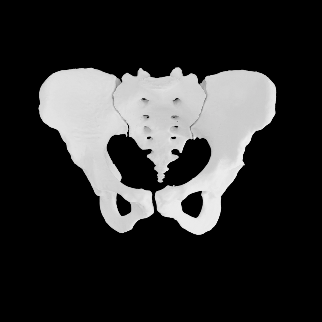 Female pelvis model