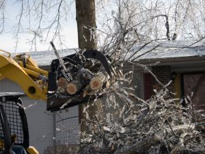 Tree trimming in Pasco