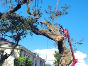 Tree removal in Hillsborough