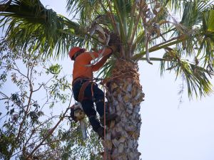 Storm clean up in Hillsborough