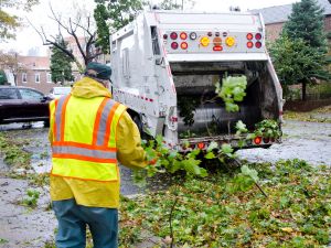 Stump grinding in Hillsborough