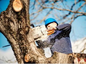 Tree removal in Pasco