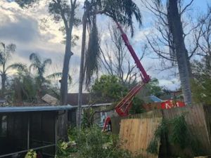 Stump grinding in Pasco