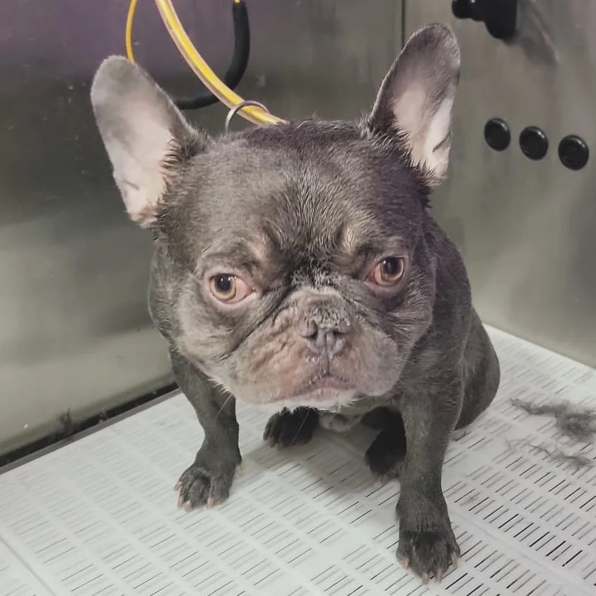 North Bergen Dog Bathing