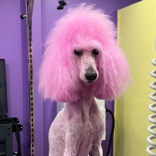 Teeth Cleaning West New York