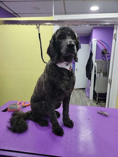 Full Dog Grooming West New York