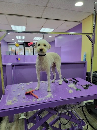 Full Dog Grooming in West New York