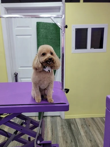 Ear Cleaning West New York