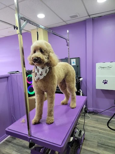 Dog Grooming West New York