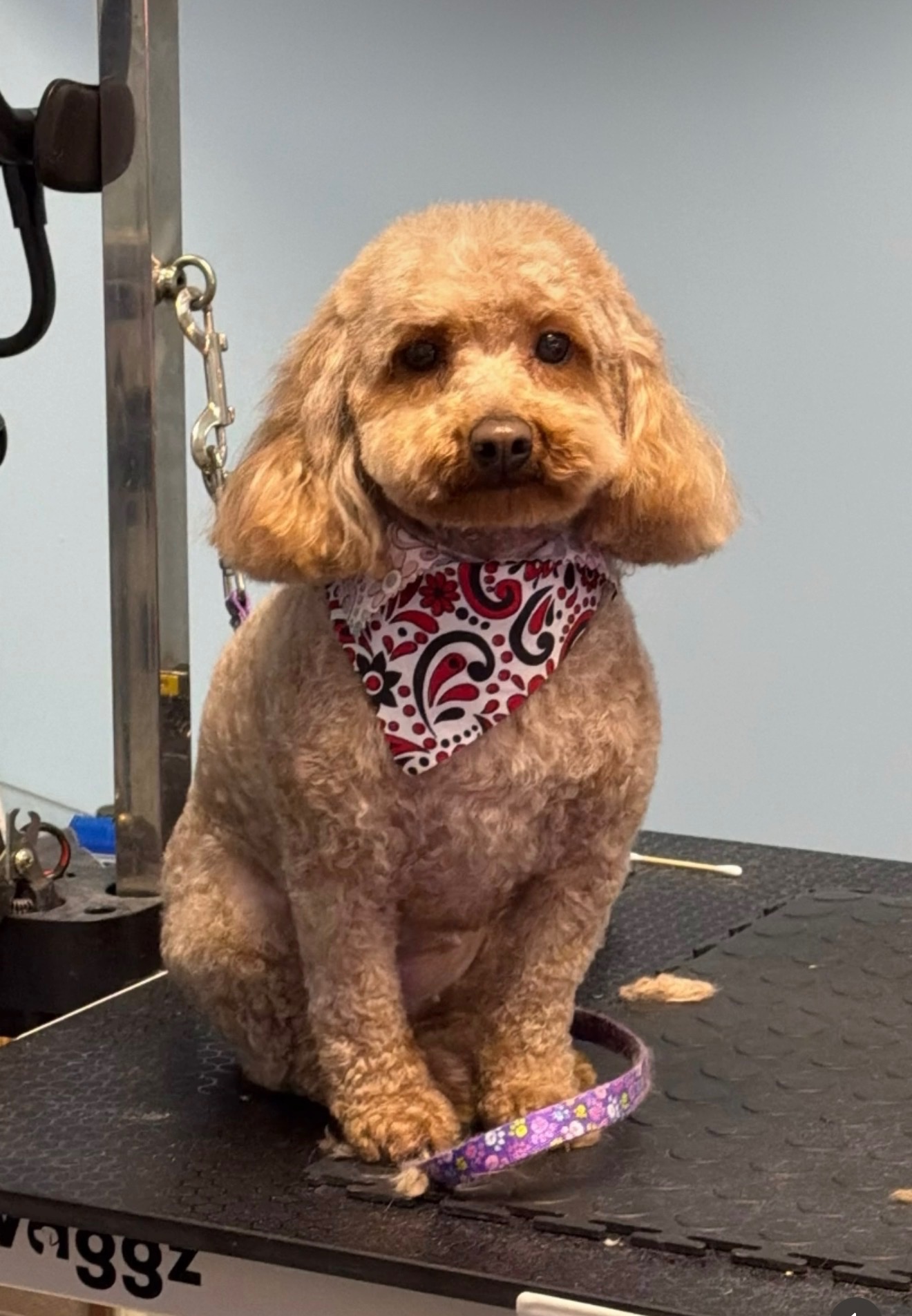 Ear Cleaning West New York