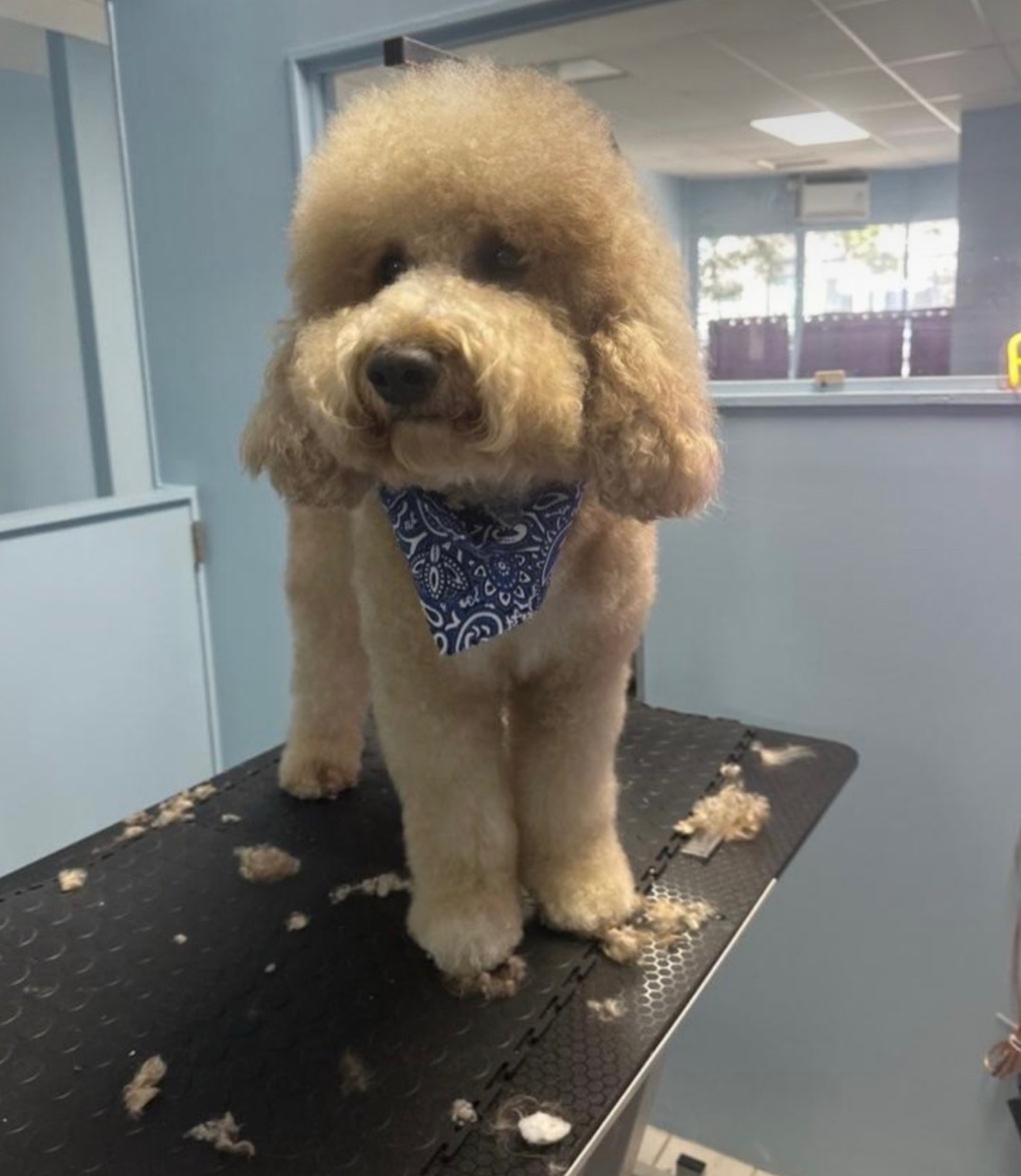 Full Dog Grooming in West New York