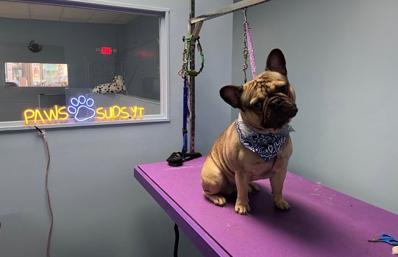 Contact Paws and Suds dog grooming